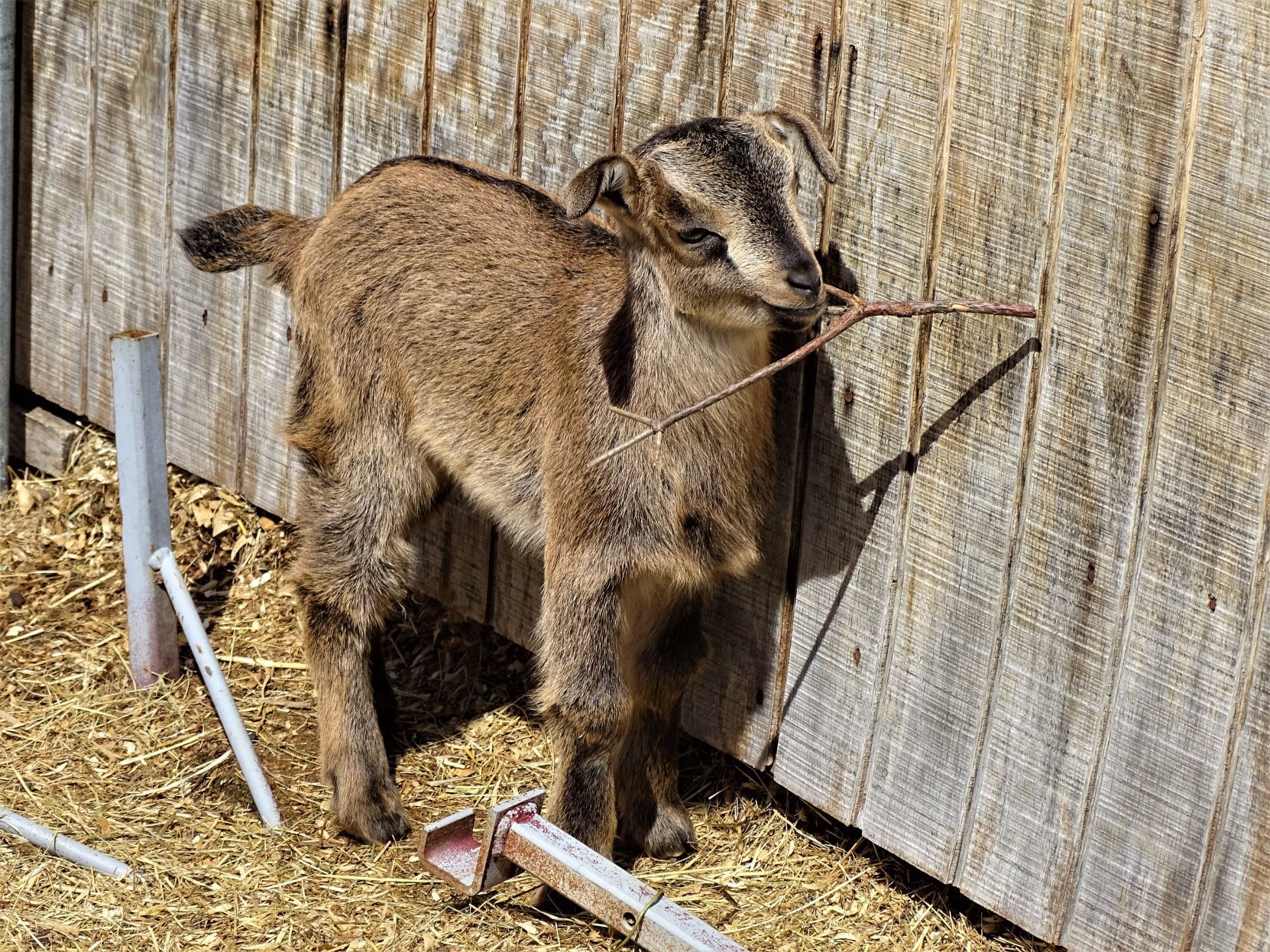 Baby goat